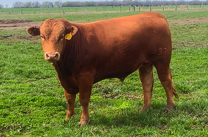 Bar C Meat bull standing in a field