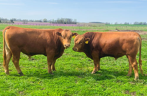 Two bulls standing in a field
