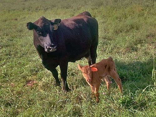 Cow and calf in a pasture